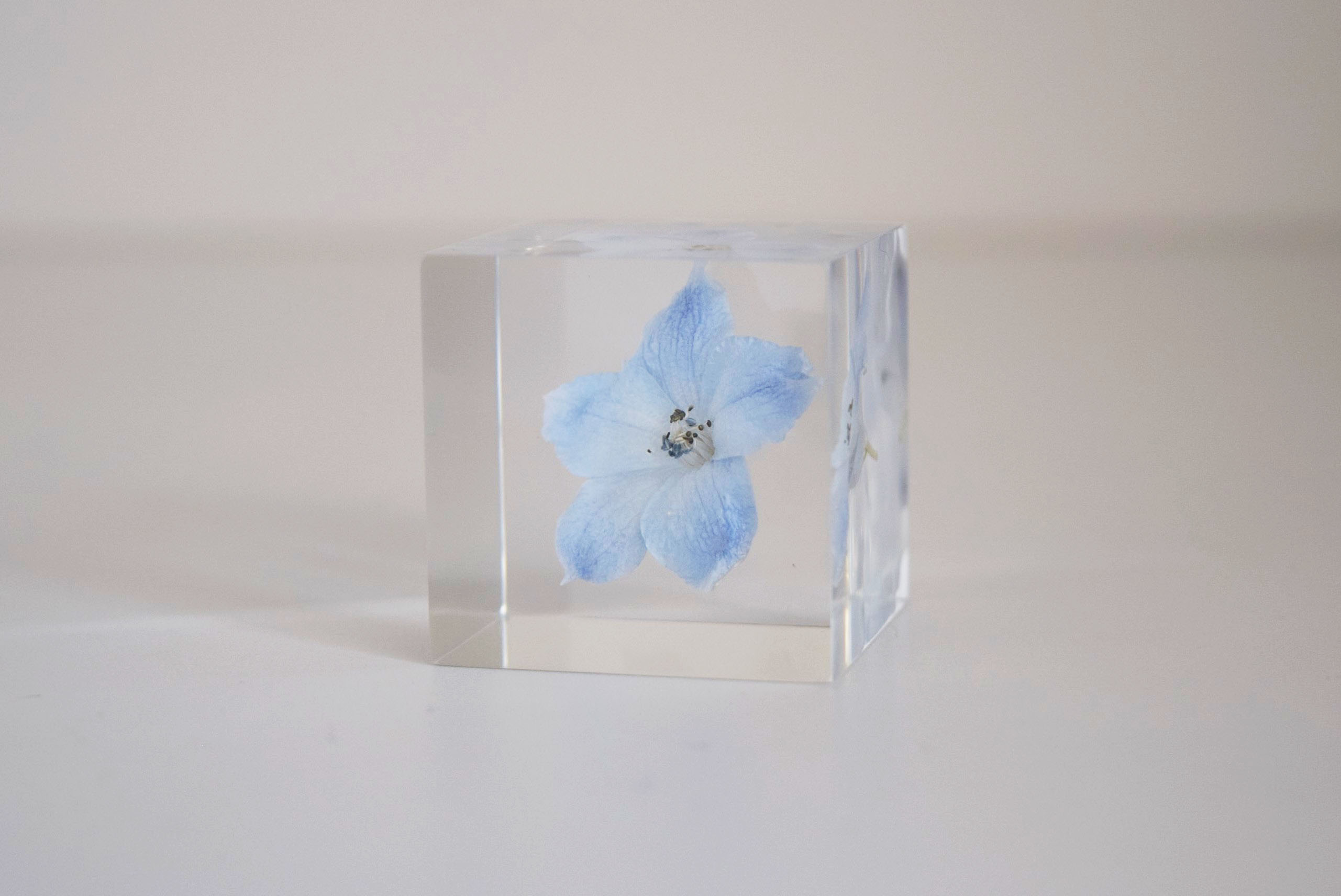 デルフィニウム