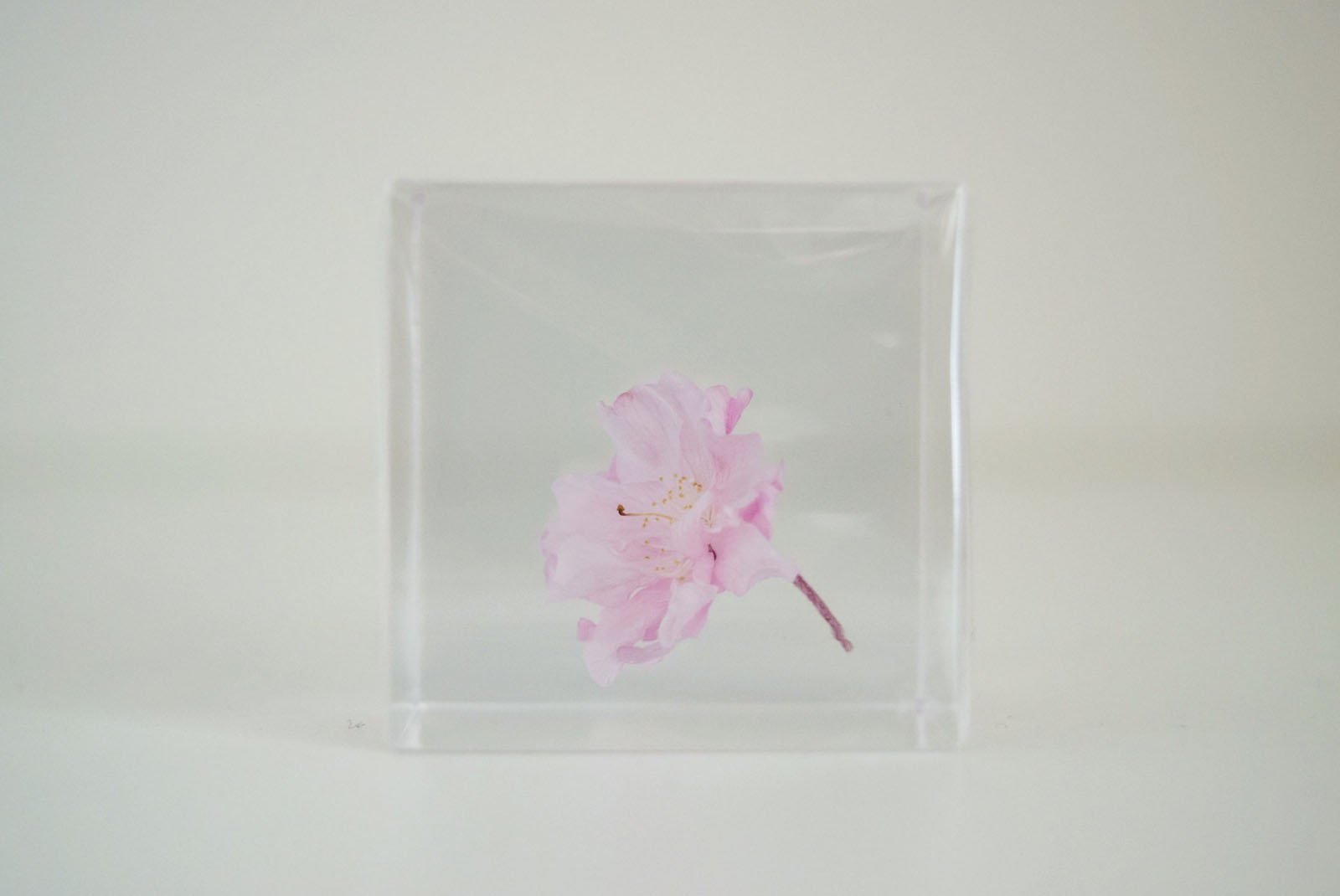 ヤエベニシダレ