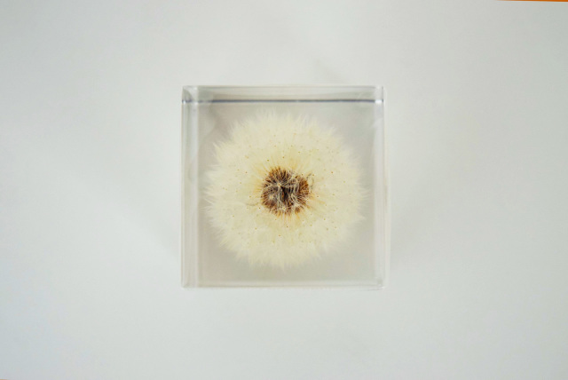 タンポポページ Sola cube] タンポポ（4cm角）- ならの実