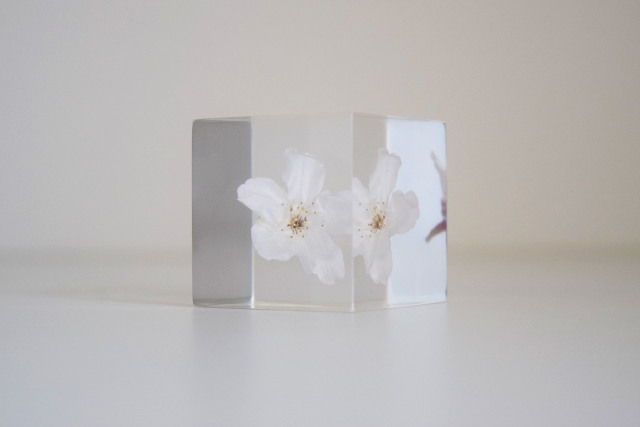 Sola cube] 【数量限定】ソメイヨシノ - ならの実