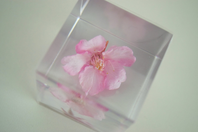sola cube ソラキューブ 河津桜 楽天市場】宙-sola- ソラ sola cube sakura カワヅザクラ サクラ