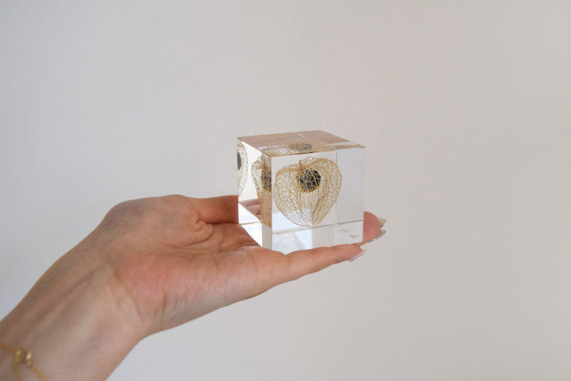 Sola cube] ホオズキ- ならの実