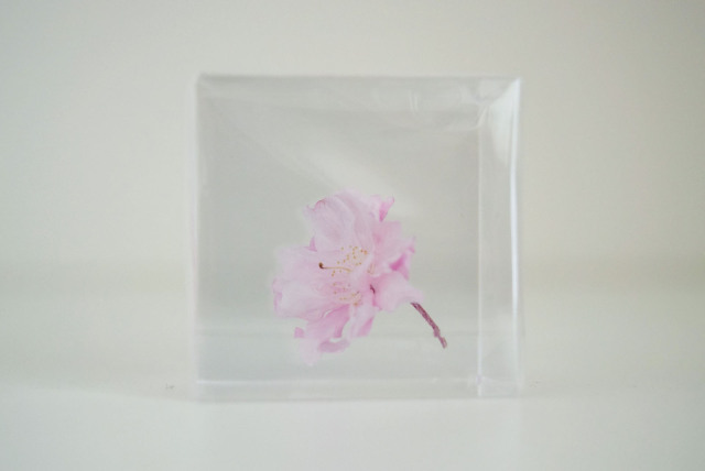 Sola cube] 【数量限定】ヤエベニシダレ - ならの実