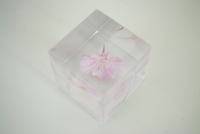 Sola cube] 【数量限定】ヤエベニシダレ - ならの実