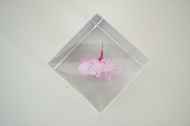 ヤエベニシダレ