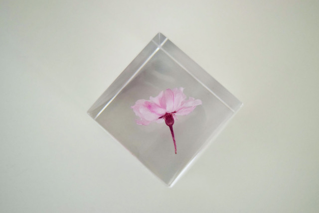 ヤエベニシダレ