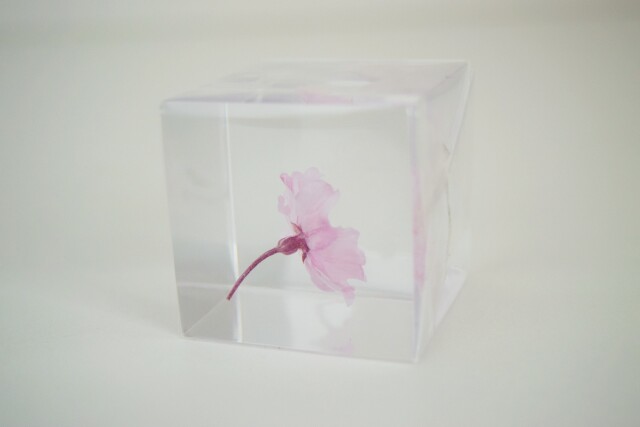 ヤエベニシダレ