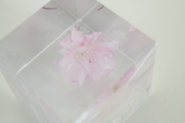 ソラキューブ ヤエベニシダレ ＆ Light Base maru 無地皮 Sola cube] 【数量限定】ヤエベニシダレ - ならの実