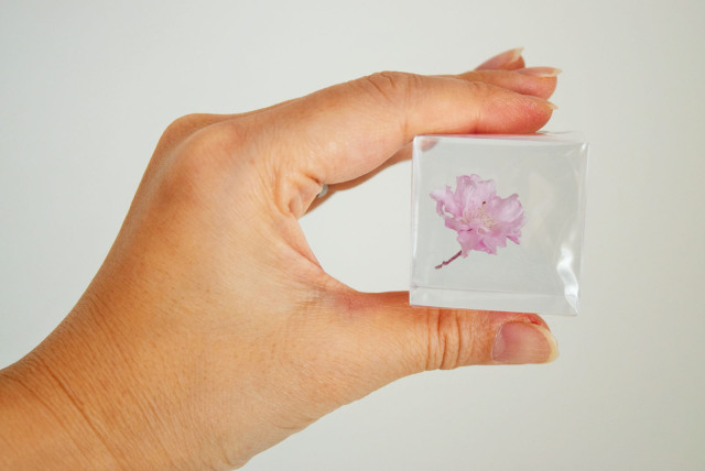 Sola cube] 【数量限定】ヤエベニシダレ - ならの実