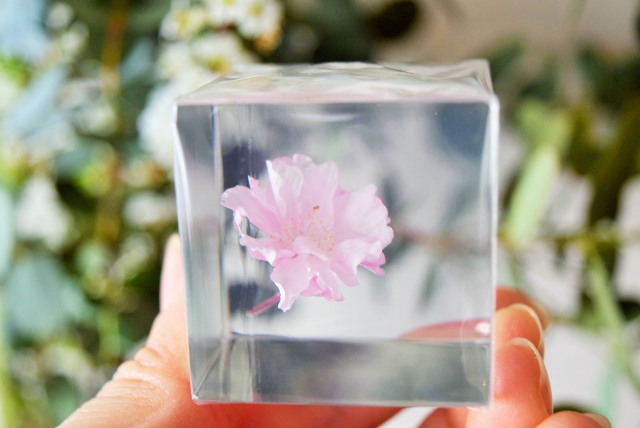 Sola cube] 【数量限定】ヤエベニシダレ - ならの実