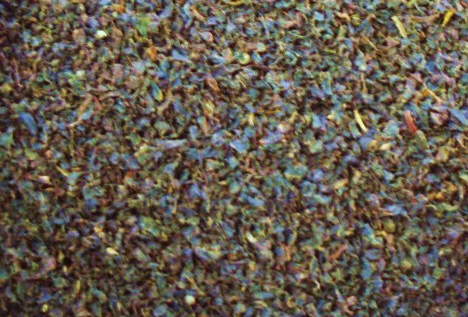 2013ヌワラエリヤ２