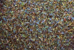 2013ヌワラエリヤ２