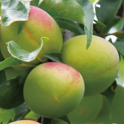 長期熟成梅酒 神領 梅の匠 藤岡