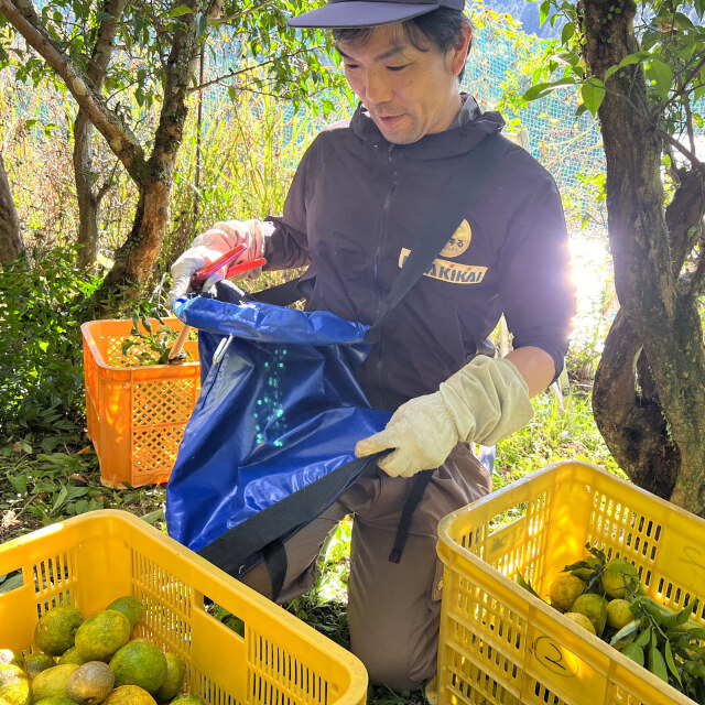 徳島県応援芸人 中山女子短期大学プロデュース｜水ト米ト木頭ゆず酒 500ml