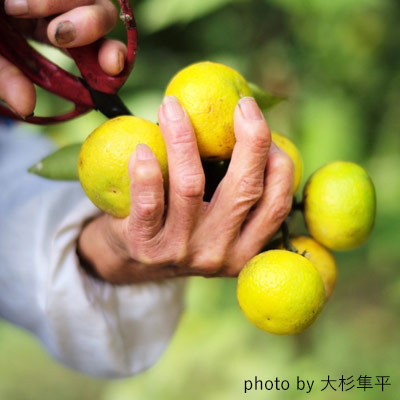四国で一番小さな町 幻の果実 ゆこうのお酒 720ml【化粧箱付き】