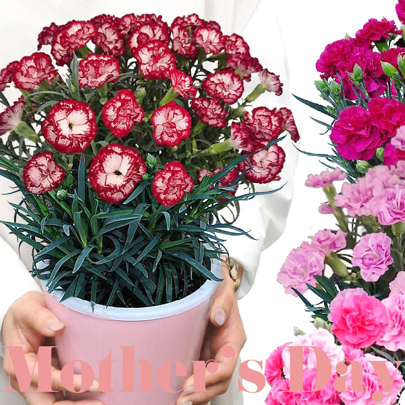 二子玉川花屋　ネイティブフラワーイーダ 母の日カーネーション