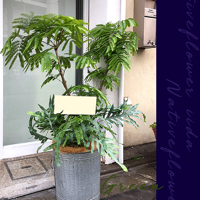 開店祝いに贈る観葉植物　二子玉川の花屋