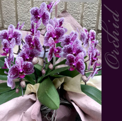 二子玉川花屋　ネイティブフラワーイーダ 胡蝶蘭