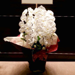 御祝　胡蝶蘭