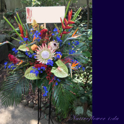 公演祝い　スタンド花　キングプロテア　青赤　東京ライブ公演お祝い花