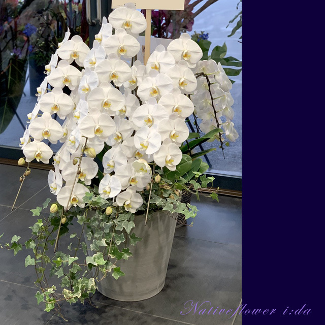 胡蝶蘭とグリーン 御祝花 二子玉川の花屋 ネイティブフラワーイーダ 胡蝶蘭とグリーン 御祝花 二子玉川の花屋 ネイティブフラワーイーダ