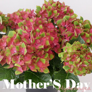 二子玉川花屋　母の日　あじさいシュロスバッカ―ベルト