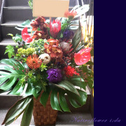 開店祝い　お花　大きめアレンジメント　ネイティブフラワーイーダ　東京花屋