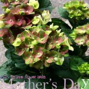 母の日に贈るおまかせネイティブアレンジ 花束