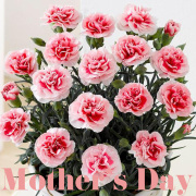 二子玉川花屋　母の日　カーネーション