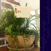 開店祝いに贈る観葉植物　二子玉川の花屋