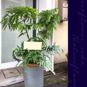 開店祝いに贈る観葉植物　二子玉川の花屋