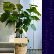 開店祝いに贈る観葉植物　二子玉川の花屋