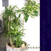 開店祝いに贈る観葉植物　二子玉川の花屋