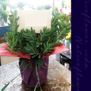 開店祝いに贈る観葉植物　二子玉川の花屋