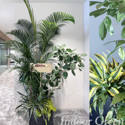 二子玉川花屋　ネイティブフラワーイーダ おまかせ観葉植物