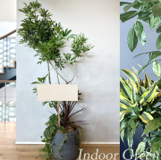 二子玉川花屋　ネイティブフラワーイーダ おまかせ観葉植物