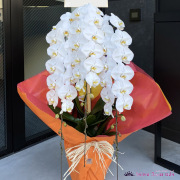 二子玉川花屋　ネイティブフラワーイーダ 胡蝶蘭