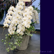 お祝い胡蝶蘭　幸福が飛んでくる　開店祝い