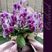 二子玉川花屋　ネイティブフラワーイーダ 胡蝶蘭