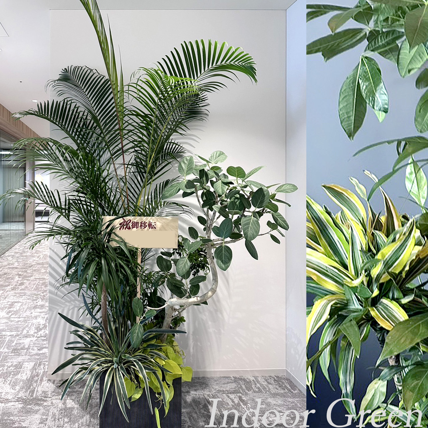 二子玉川花屋　ネイティブフラワーイーダ おまかせ観葉植物