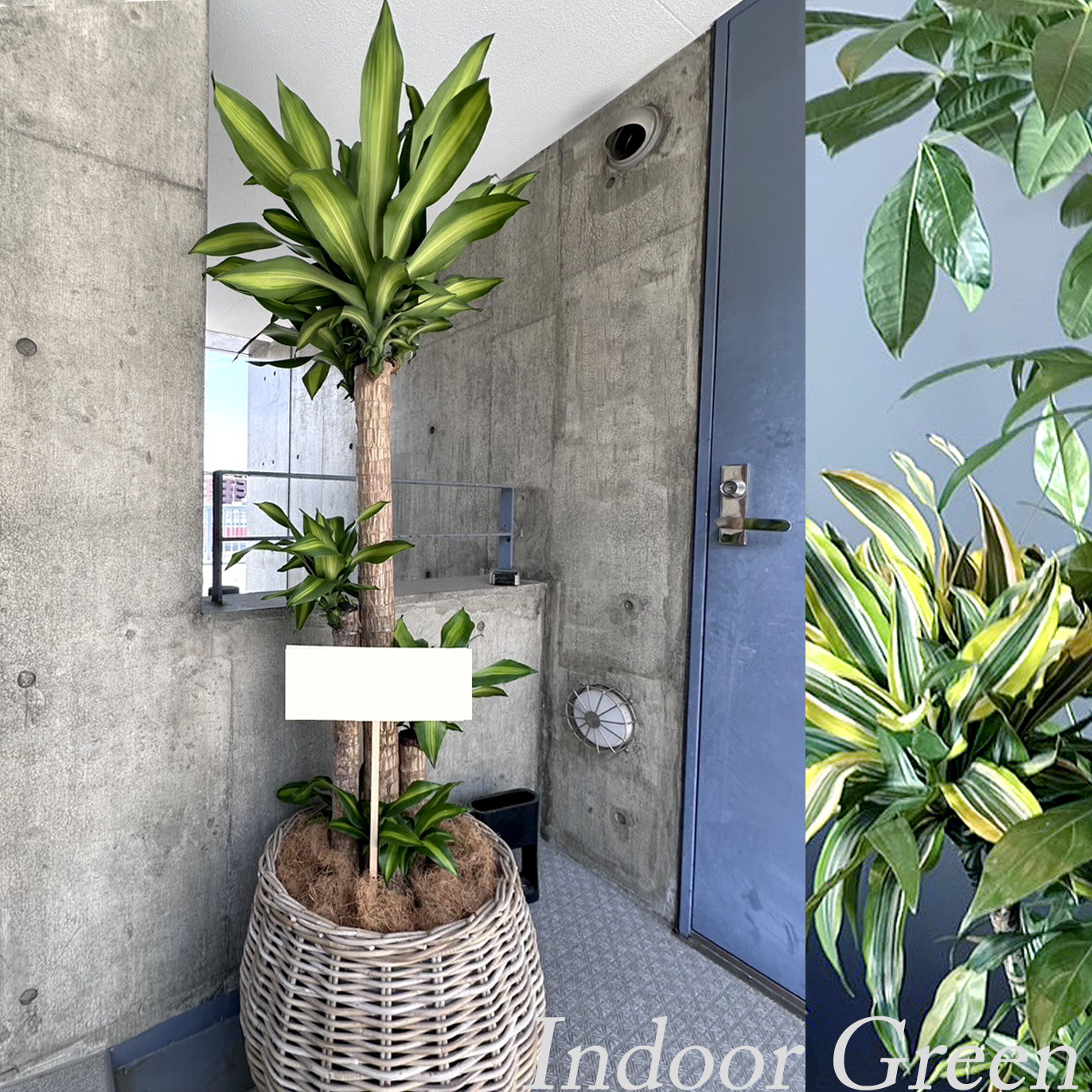 二子玉川花屋　ネイティブフラワーイーダ おまかせ観葉植物