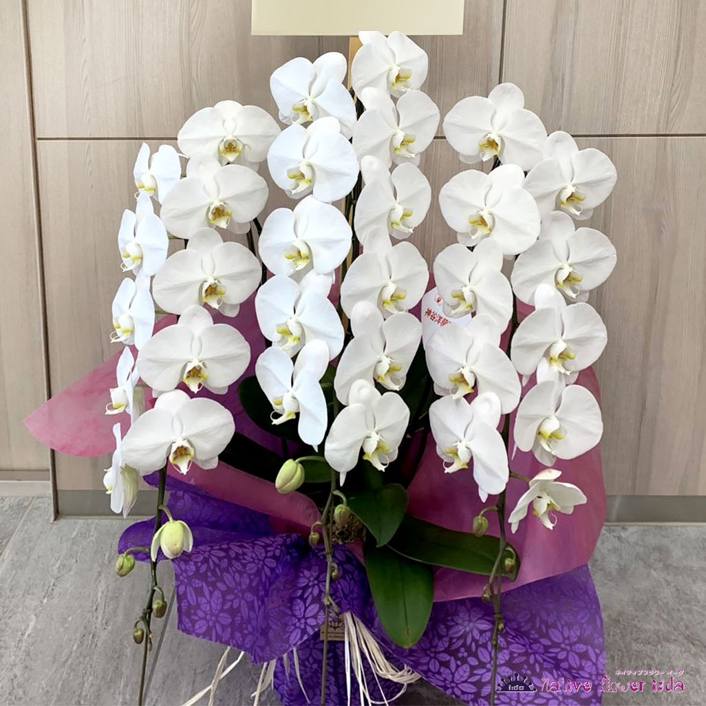 二子玉川花屋ネイティブフラワーイーダ お祝い胡蝶蘭