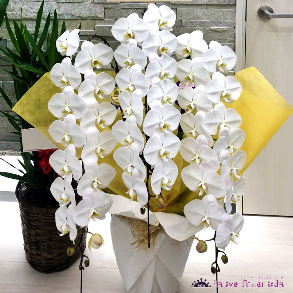 二子玉川花屋　ネイティブフラワーイーダ胡蝶蘭