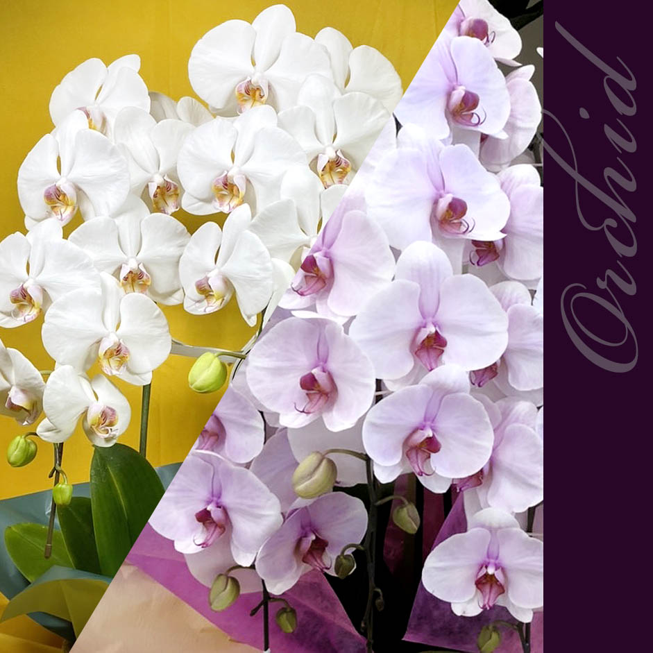 二子玉川花屋　ネイティブフラワーイーダ 胡蝶蘭