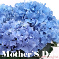 二子玉川花屋　母の日　あじさいクレイジーベンジア
