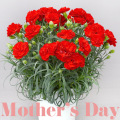 二子玉川花屋　ネイティブフラワーイーダ 母の日カーネーション
