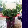 開店祝いに贈る観葉植物　二子玉川の花屋
