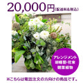 ネイティブフラワーイーダ電話注文20000円