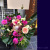 開店祝い　お花　大きなアレンジメント　二子玉川の花屋ネイティブフラワーイーダ