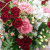 二子玉川の花屋ネイティブフラワーイーダ　アレンジメント　